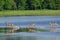 Three Startled Deer Running Through the Water