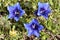 Three stemless gentians in the french Alps