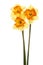 Three stems of orange and yellow daffodils