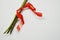 Three stems of roses with thorns tied with a red ribbon on a white background