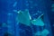 Three stingrays swimming in the big aquarium
