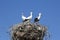 Three storks in nest on chimney