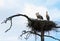 Three storks stand in their nest high on a crooked pine tree