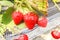 Three Strawberry hanging farm full of ripe strawberries in strawberry farm