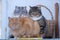 three stray cats bask on the balcony in winter snuggling up to each other