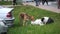 Three stray dogs play, bite and fight on the grass in the city near the sidewalk. The concept of homeless animals.