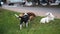 Three stray dogs play, bite and fight on the grass in the city near the sidewalk. The concept of homeless animals.