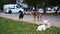 Three stray dogs play, bite and fight on the grass in the city near the sidewalk. The concept of homeless animals.