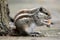 Three-striped Palm Squirrel