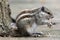 Three-striped Palm Squirrel