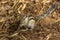 Three striped palm squirrel-3