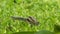 Three-striped palm squirrel. Indian palm squirrel eating and staring at something in garden. Three-striped palm squirrel eating n