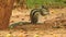 Three-striped palm squirrel. Indian palm squirrel eating and staring at something in garden. three-striped palm squirrel eating n