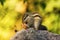 Three Striped Squirrel, Funambulus palmarum, Ranthambhore Tiger Reserve, Rajasthan, India