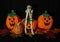 Three stuffed pumpkins, flexible skeleton hippie, give thanks