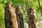 Three stumps of a tree alone in a forest rising into the sky