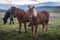 Three Stunning Looking Horses