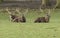 Three stunning Manchurian Sika Deer Stags, Cervus nippon mantchuricus, lying down resting in a meadow.