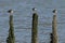 Three stunning Redshank Tringa totanus perched on a three posts in the sea at high tide on the Isle of Sheppey, Kent, UK.