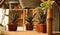 Three succulent Haworthiopsis fasciata in square brown pots