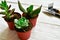 Three succulent pots and mini tools for gardening at home on a white wooden background. Side view.