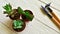 Three succulent pots and mini tools for gardening at home on a white wooden background. Top view.