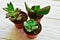 Three succulent pots on a white wooden background. Top view.