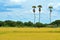 Three sugar palm tree in rice field, Thailand