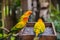 Three Sun conure parrots