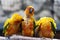 Three Sun Conure parrots sitting on a brang and communicating