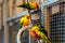 Three Sun Parakeets sitting on a perch. Aratinga solstitialis
