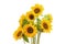 Three sunflower on white background