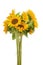 Three sunflower on white background