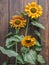 Three sunflowers