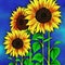 Three sunflowers on a blue background