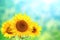 Three sunflowers on blurred sunny background