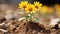 three sunflowers growing out of dirt in a field