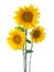 Three Sunflowers isolated on a white background