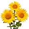 Three sunflowers isolated on white background. Flower bouquet