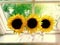 Three Sunflowers in a Sunny Window