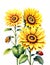 Three sunflowers and two ladybird on white background