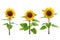 three sunflowers on white background