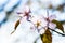 Three sunlit cherry flowers