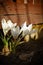 Three sunny white spring Crocus
