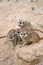 Three Suricates sitting on a stone