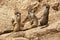 Three suricates sitting between stones