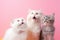Three surprised cats look at the top