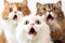 Three surprised cats on a white background