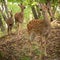 Three surprised deer, family in the woods