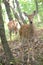 Three surprised deer, family in the woods